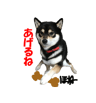 黒柴犬 空人（個別スタンプ：15）