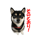 黒柴犬 空人（個別スタンプ：16）