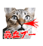 ダジャレ＋死語のデカ文字猫スタンプ2（個別スタンプ：1）