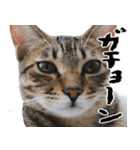 ダジャレ＋死語のデカ文字猫スタンプ2（個別スタンプ：2）