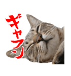 ダジャレ＋死語のデカ文字猫スタンプ2（個別スタンプ：3）