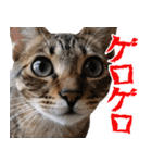 ダジャレ＋死語のデカ文字猫スタンプ2（個別スタンプ：4）