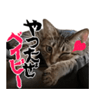 ダジャレ＋死語のデカ文字猫スタンプ2（個別スタンプ：5）