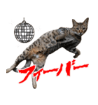 ダジャレ＋死語のデカ文字猫スタンプ2（個別スタンプ：6）