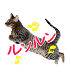ダジャレ＋死語のデカ文字猫スタンプ2（個別スタンプ：7）