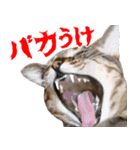 ダジャレ＋死語のデカ文字猫スタンプ2（個別スタンプ：9）