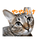 ダジャレ＋死語のデカ文字猫スタンプ2（個別スタンプ：10）