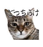 ダジャレ＋死語のデカ文字猫スタンプ2（個別スタンプ：11）