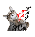 ダジャレ＋死語のデカ文字猫スタンプ2（個別スタンプ：12）