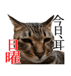 ダジャレ＋死語のデカ文字猫スタンプ2（個別スタンプ：14）
