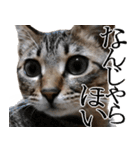 ダジャレ＋死語のデカ文字猫スタンプ2（個別スタンプ：15）