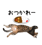 ダジャレ＋死語のデカ文字猫スタンプ2（個別スタンプ：17）