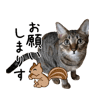 ダジャレ＋死語のデカ文字猫スタンプ2（個別スタンプ：19）