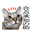 ダジャレ＋死語のデカ文字猫スタンプ2（個別スタンプ：21）