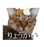 ダジャレ＋死語のデカ文字猫スタンプ2（個別スタンプ：22）
