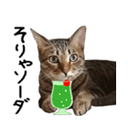 ダジャレ＋死語のデカ文字猫スタンプ2（個別スタンプ：24）