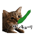 ダジャレ＋死語のデカ文字猫スタンプ2（個別スタンプ：25）