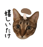 ダジャレ＋死語のデカ文字猫スタンプ2（個別スタンプ：28）