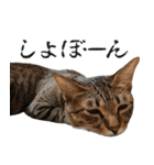 ダジャレ＋死語のデカ文字猫スタンプ2（個別スタンプ：31）
