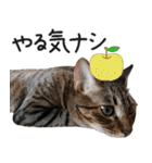 ダジャレ＋死語のデカ文字猫スタンプ2（個別スタンプ：36）