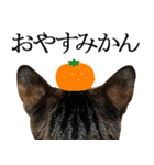 ダジャレ＋死語のデカ文字猫スタンプ2（個別スタンプ：37）