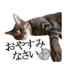 ダジャレ＋死語のデカ文字猫スタンプ2（個別スタンプ：38）