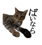 ダジャレ＋死語のデカ文字猫スタンプ2（個別スタンプ：39）