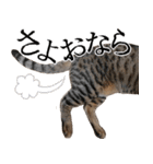 ダジャレ＋死語のデカ文字猫スタンプ2（個別スタンプ：40）