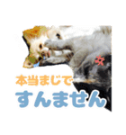 かんなといっしょ！！（個別スタンプ：19）