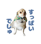 かんなといっしょ！！（個別スタンプ：21）