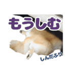 かんなといっしょ！！（個別スタンプ：24）