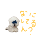 おらごくう！トイプードルだ！（個別スタンプ：1）