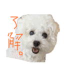 おらごくう！トイプードルだ！（個別スタンプ：2）