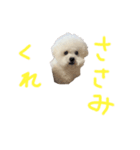 おらごくう！トイプードルだ！（個別スタンプ：3）