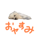 おらごくう！トイプードルだ！（個別スタンプ：5）