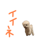 おらごくう！トイプードルだ！（個別スタンプ：6）