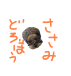 おらごくう！トイプードルだ！（個別スタンプ：7）