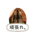 ちびハムちゃん5（個別スタンプ：15）