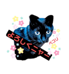 黒猫ルナちゃんスタンプ（個別スタンプ：1）