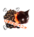 黒猫ルナちゃんスタンプ（個別スタンプ：10）