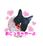 黒猫ルナちゃんスタンプ（個別スタンプ：11）