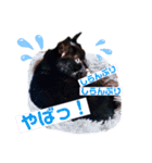 黒猫ルナちゃんスタンプ（個別スタンプ：12）