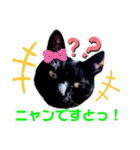 黒猫ルナちゃんスタンプ（個別スタンプ：19）