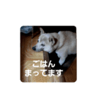 ももさんとぴー（個別スタンプ：4）