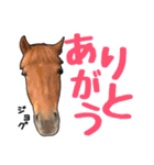 エルカバおうまスタンプ(改)（個別スタンプ：3）