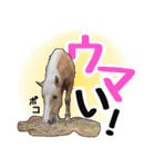 エルカバおうまスタンプ(改)（個別スタンプ：10）