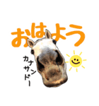 エルカバおうまスタンプ(改)（個別スタンプ：11）