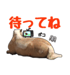 エルカバおうまスタンプ(改)（個別スタンプ：14）