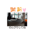 仲良しキャットファミリー18（個別スタンプ：6）