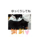仲良しキャットファミリー18（個別スタンプ：8）